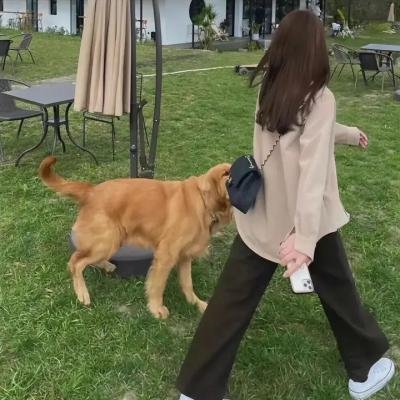 认识狗狗